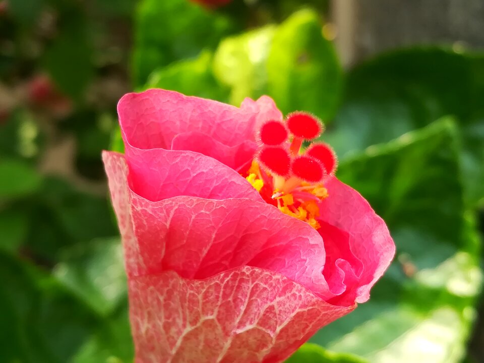 Flowers pollen red