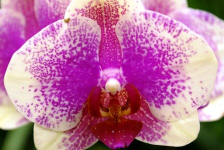 Tropical beautiful orchid photo