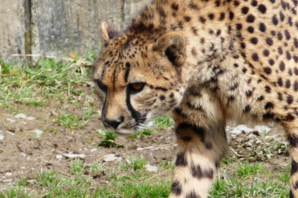 Wild wildlife feline