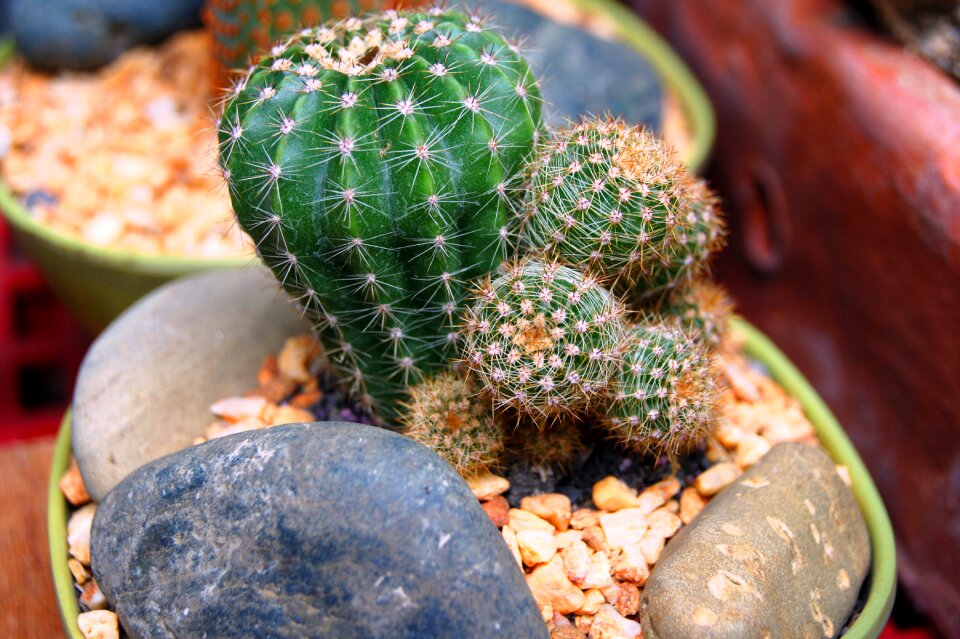 Cactus closeup plants