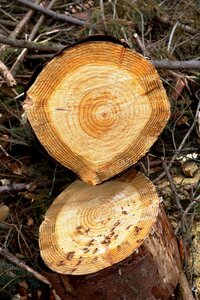 Age concentric stump photo