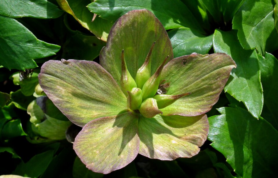 Flower hellebore garden
