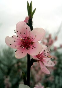 Cherry petal pistil