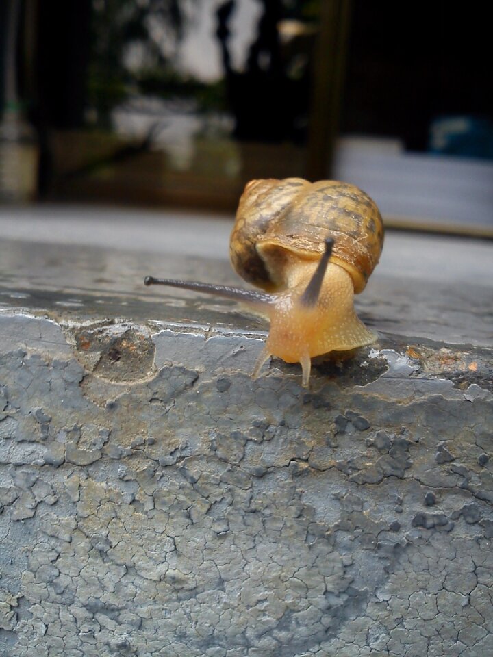 Slow shellfish exoskeleton
