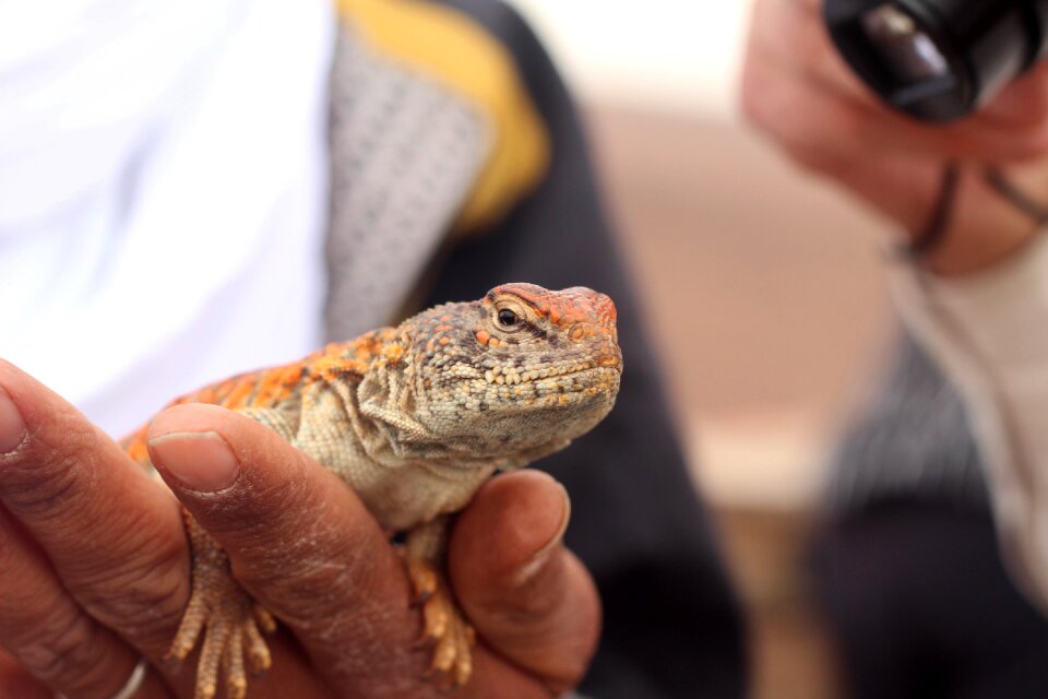 Animalia chameleon animals