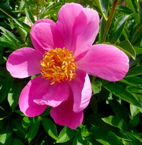 Summer garden peony
