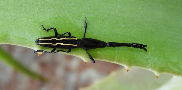 Outdoors invertebrate approach