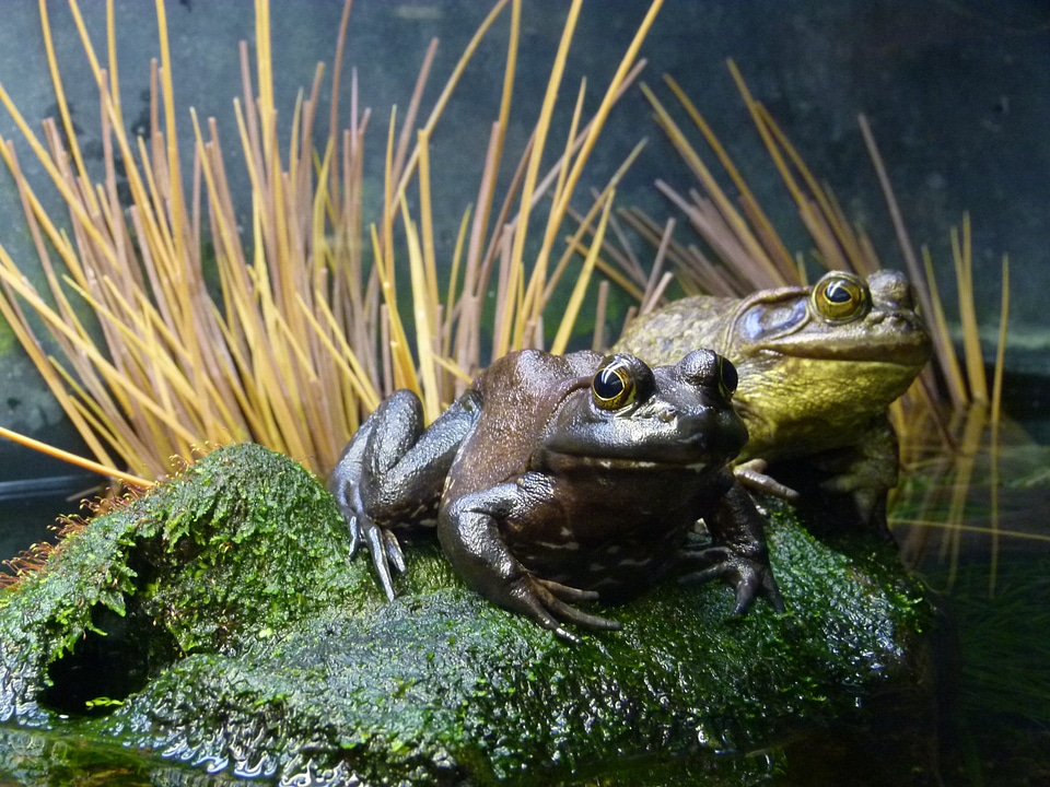 Close-up creature frog pond