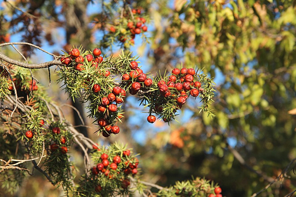 Branch berry nature