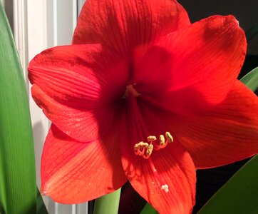 Nature red