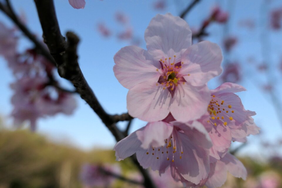 Cherry wood branch