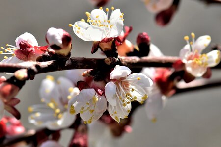 Bloom bloom tree photo