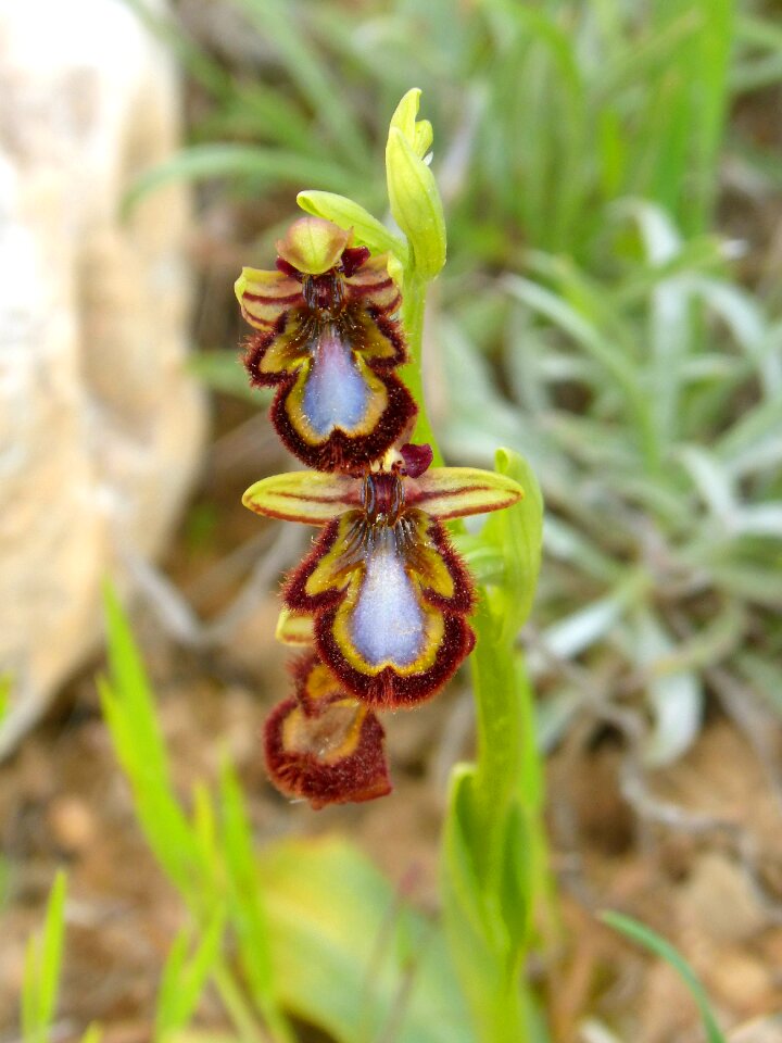 Orchid priorat montsant