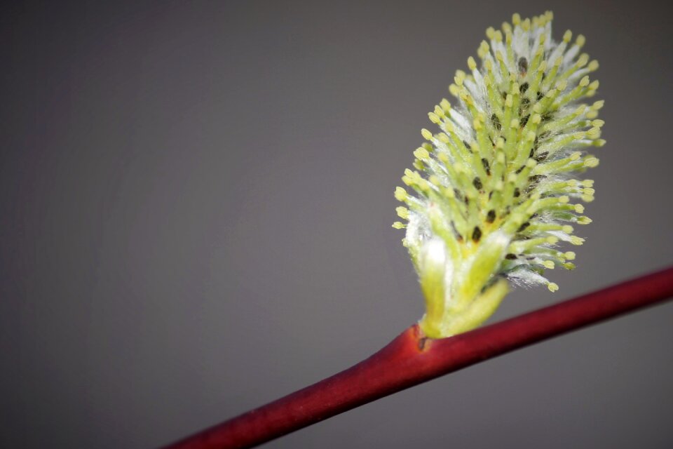 Plant leaf flower
