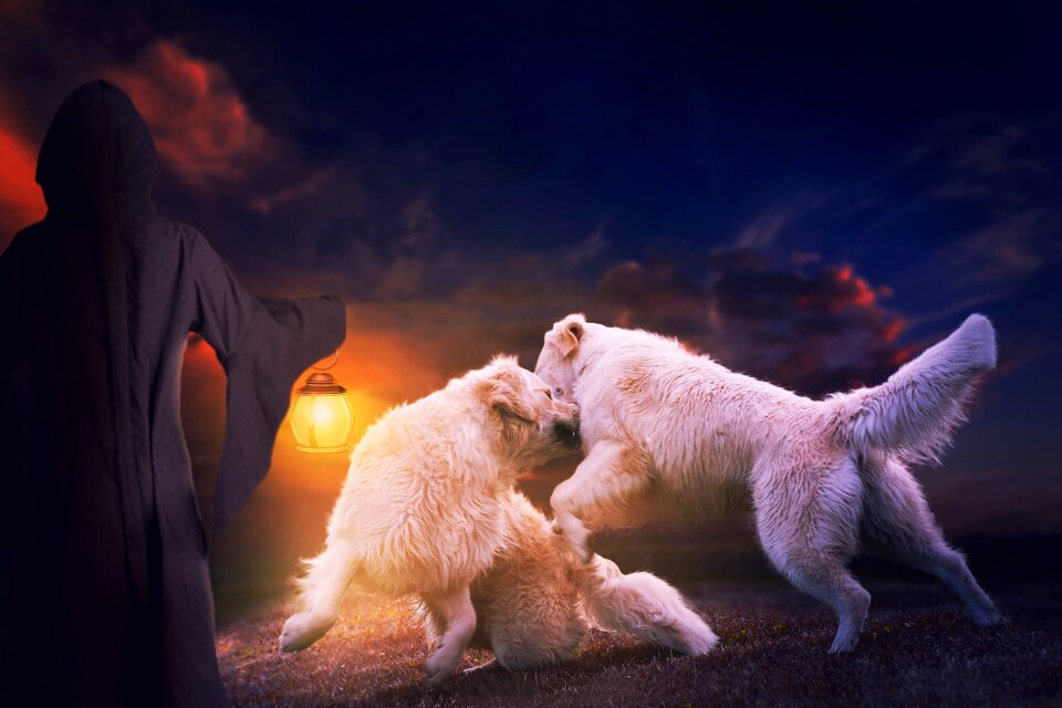 Animals animal nature