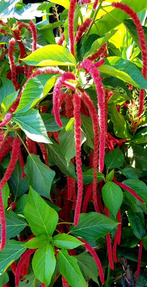 Red flower nature