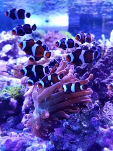 Marine reef aquarium