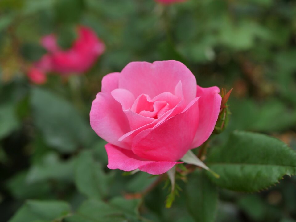 Pink spring bloom photo