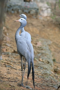 Bird fly wings photo