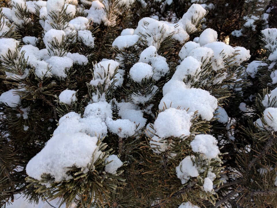 Frost tree