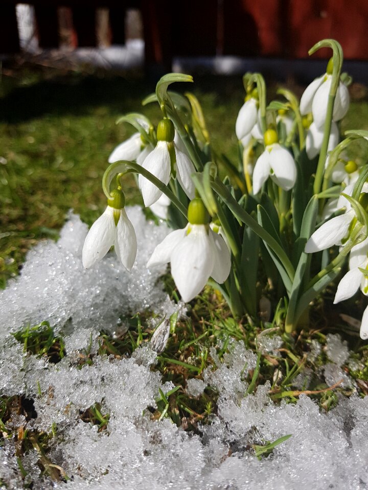 Garden floral snowdrops