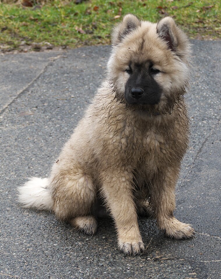 Animal sitting fur