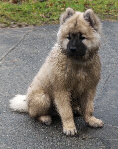 Animal sitting fur