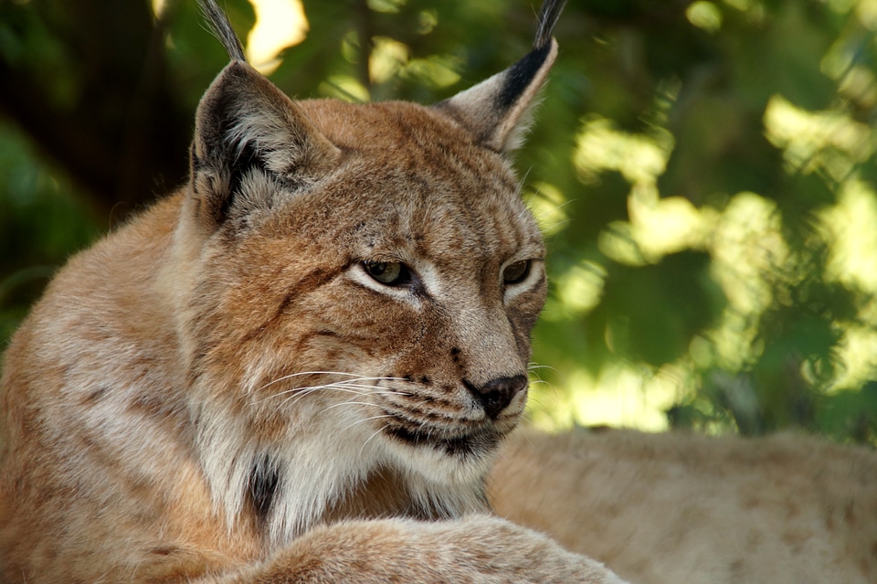 Cat wildcat lynx lynx