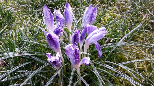 Flower plant grass