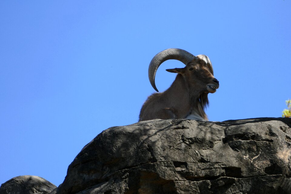 Mammal animal goat