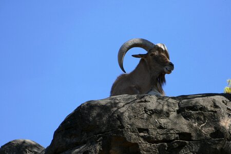 Mammal animal goat photo