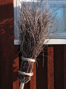 Nature branches cutoffs tree