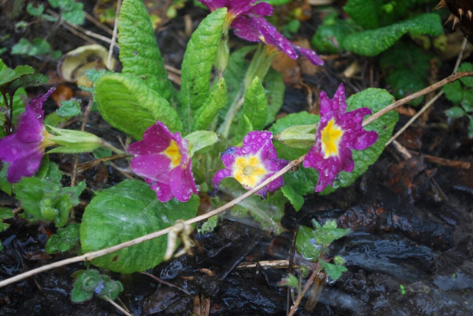 Leaf petal flowers
