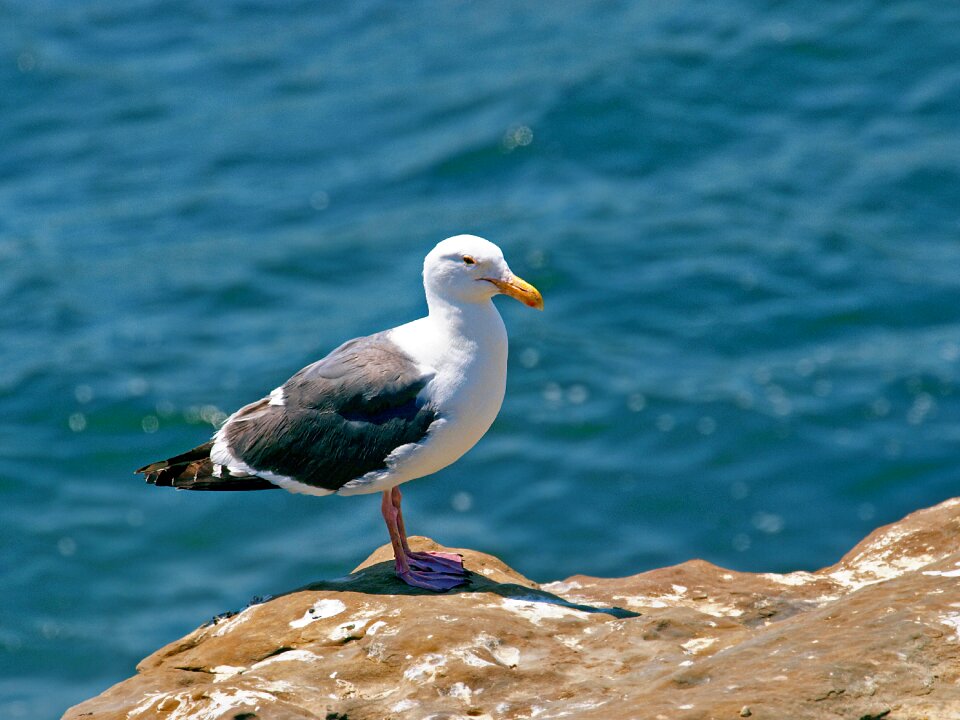 Bird outdoors wildlife