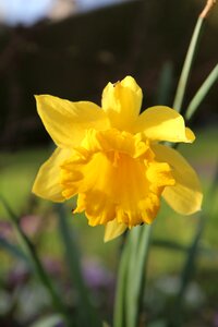 Yellow flower spring flowering