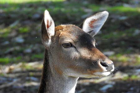 Nature mammal animal