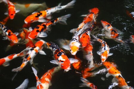 Goldfish swimming photo