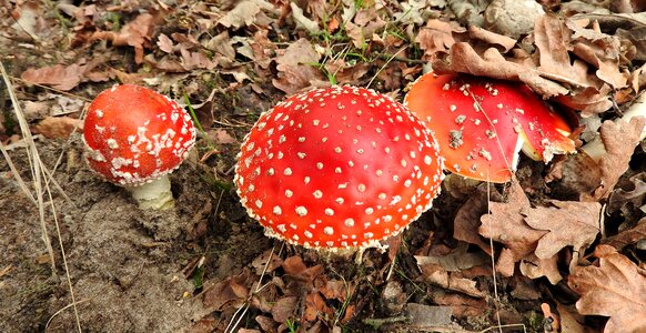 Fungi toxic mushroom fly-agaric