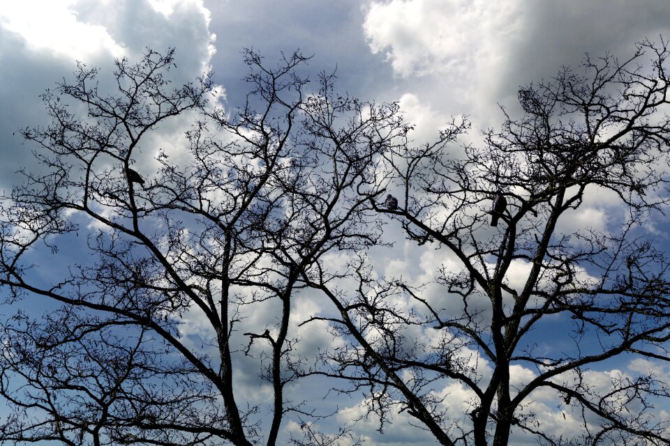 Landscape bird sky
