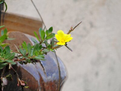 Leaf garden petal