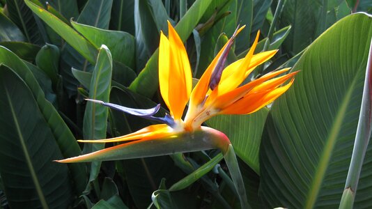Flower tropical orange