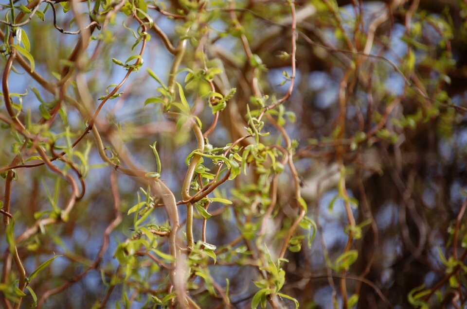 Tree growth corkscrew willow