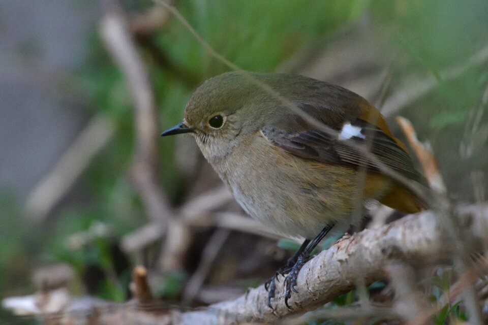 Outdoors animal daurian redstart