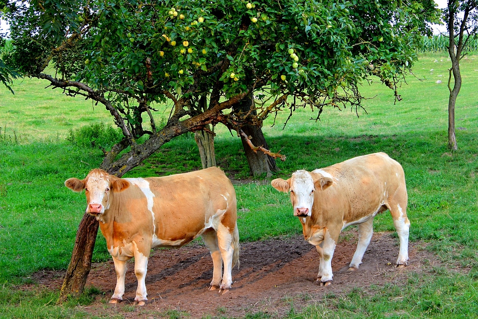 Agriculture dairy cows landscape