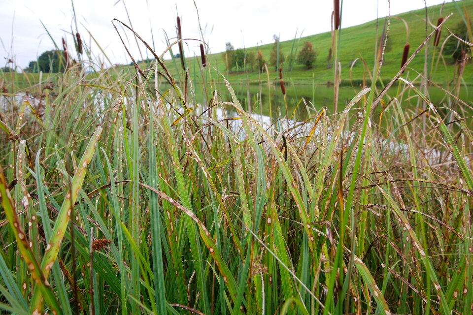 Field agriculture growth