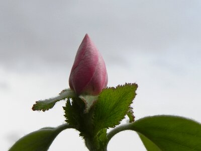 Plant outdoors cocoon photo