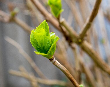 Bush spring nature