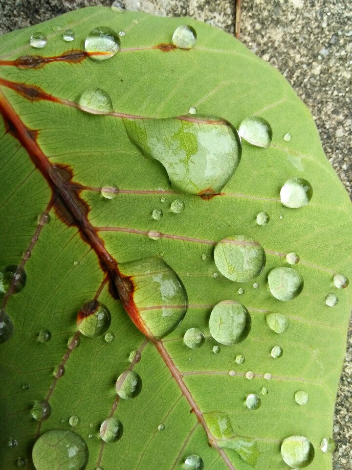 Flora dew nature
