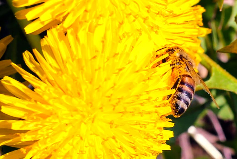Insect summer yellow nature