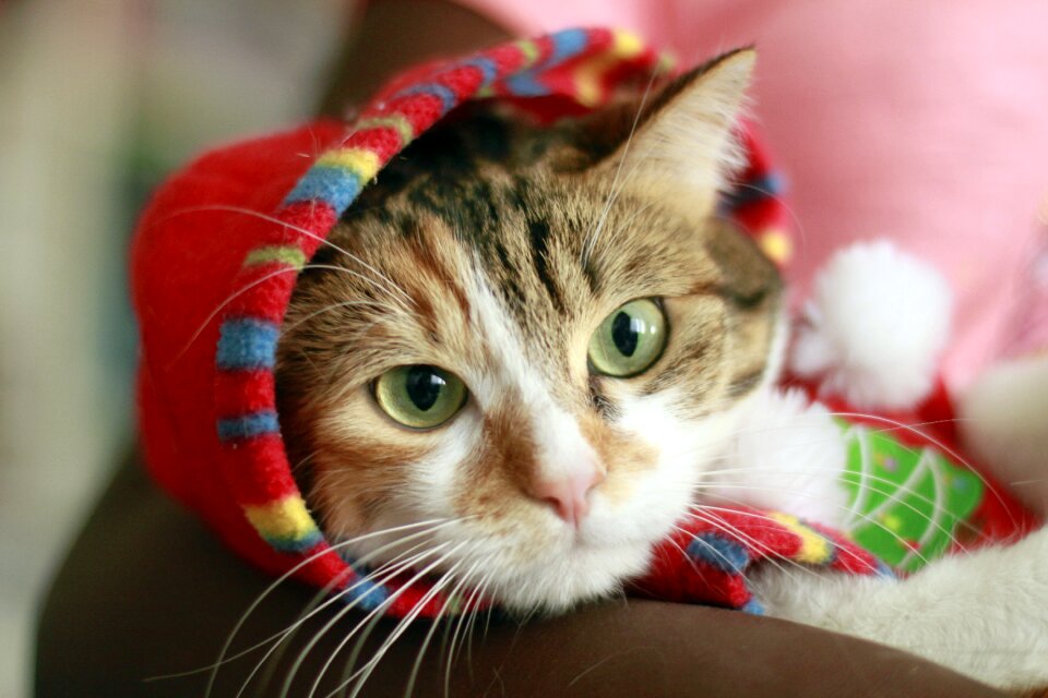 Cat feline animal